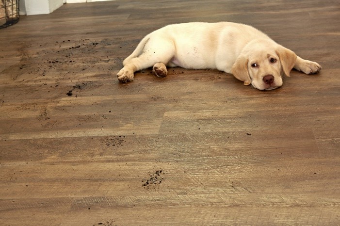 Best Flooring For Dogs 